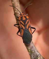 Spilostethus decoratus