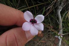 Pelargonium tricolor