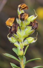 Liparia hirsuta