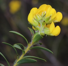 Liparia hirsuta