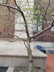 Malus