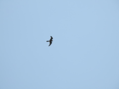 Falconiformes
