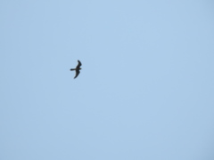 Falconiformes