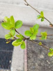 Malus