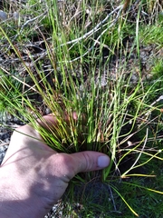 Xyris stenotera