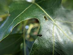 Dolichoderus plagiatus