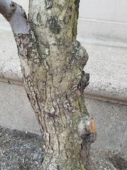 Malus
