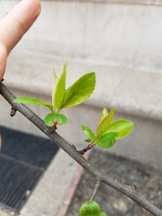 Malus