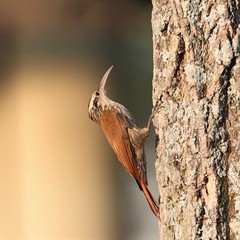 Narrow-Billed Woodcreeper photo 4