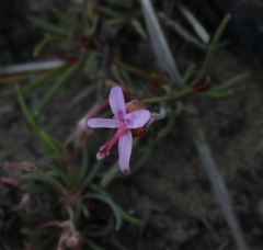 Pelargonium coronopifolium