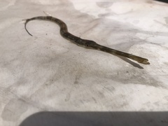 Fistularia tabacaria