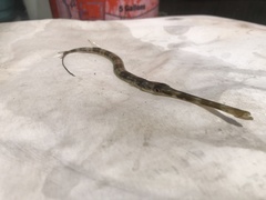 Fistularia tabacaria