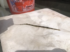 Fistularia tabacaria