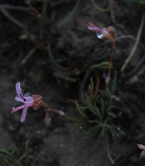 Pelargonium coronopifolium