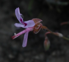 Pelargonium coronopifolium