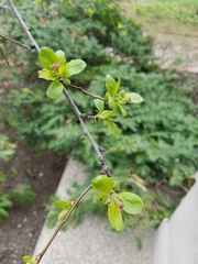 Malus