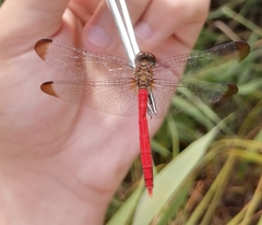 Sympetrum risi