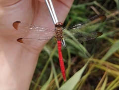 Sympetrum risi