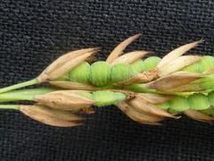 Alysicarpus glumaceus