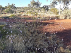 Ptilotus calostachyus