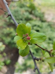Malus