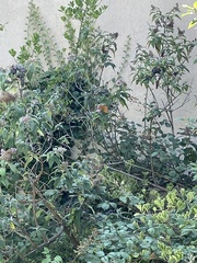 Argynnis paphia
