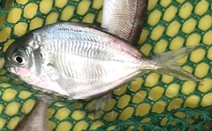 Peprilus triacanthus