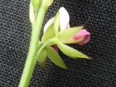 Alysicarpus glumaceus