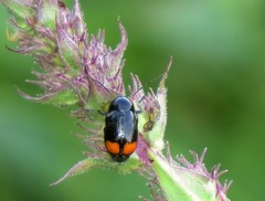 Cryptocephalus biguttatus