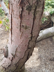 Malus