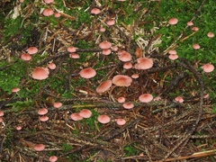 Mycena rosella
