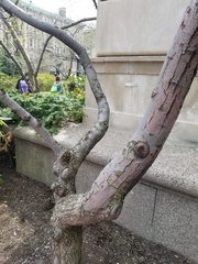 Malus