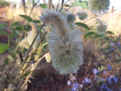 Ptilotus clementii