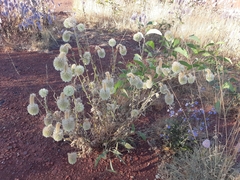 Ptilotus clementii
