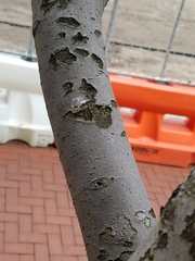 Malus