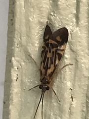 Macrostemum carolina