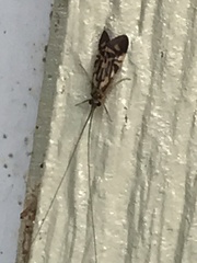 Macrostemum carolina