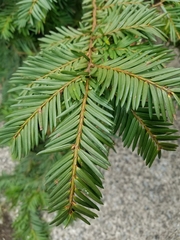 Taxus