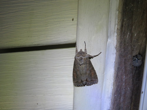 Purple Arches Moth photo 5