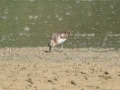 Calidris temminckii