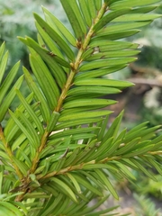 Taxus