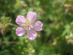 Geranium ornithopodon