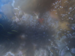 Amphiprion ephippium