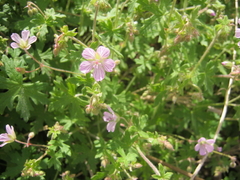Geranium ornithopodon
