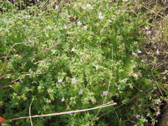 Geranium ornithopodon