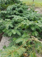 Taxus