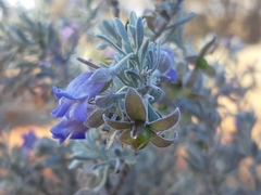 Eremophila compacta