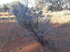Eremophila compacta