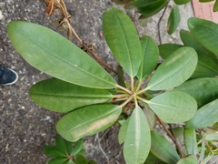 Rhododendron