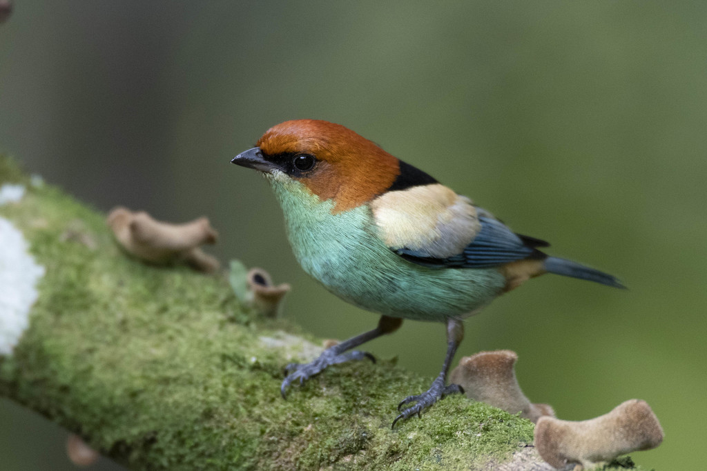 Black-Backed Tanager